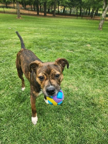 Enlarge Ferdinand 51834, a ADOPTABLE Mixed Breed in Oklahoma City, OK image 3/3