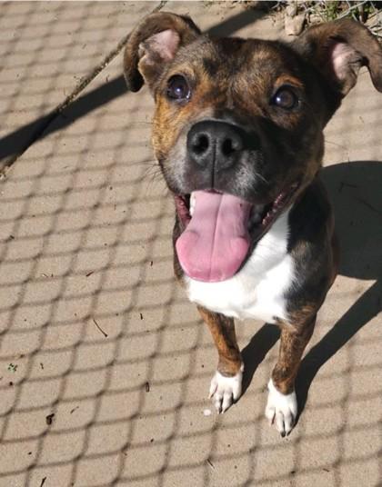Enlarge Ferdinand 51834, a ADOPTABLE Mixed Breed in Oklahoma City, OK image 1/3