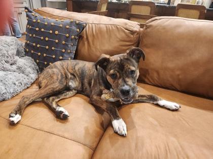 Enlarge Ferdinand 51834, a ADOPTABLE Mixed Breed in Oklahoma City, OK image 2/3