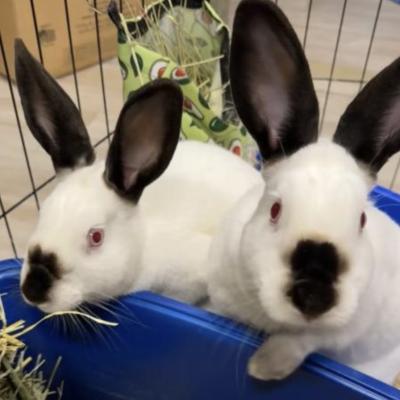 Enlarge Vanilla, a Adoptable Californian in Kalamazoo, MI image 4/5