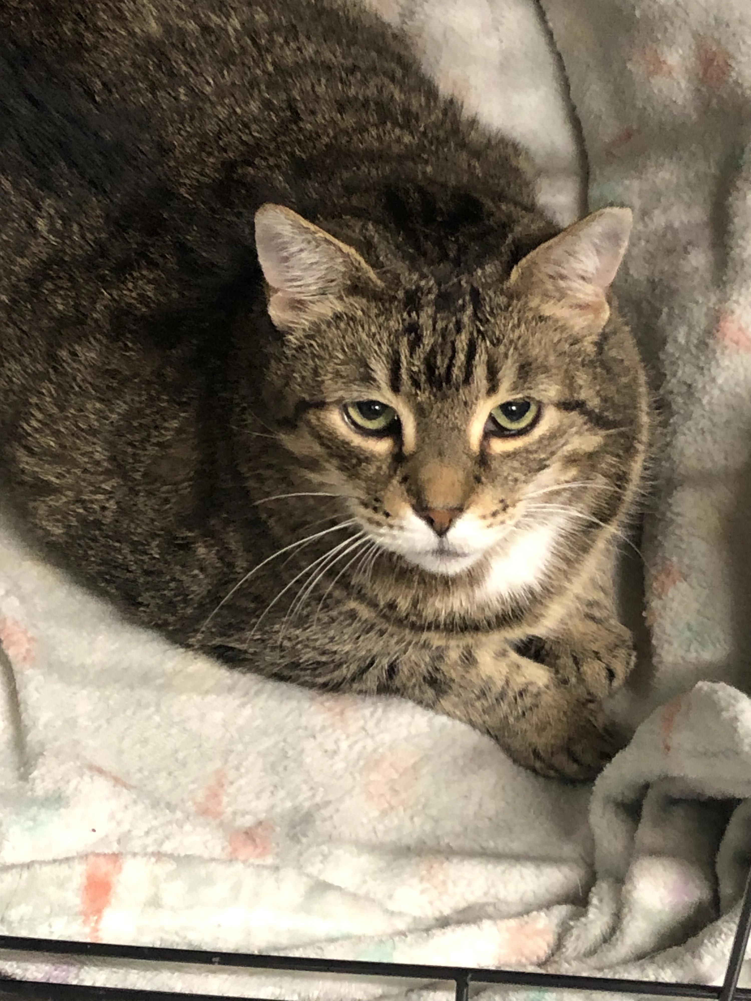 Easter, a Adoptable Domestic Short Hair in North East, MD image 1/3