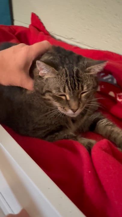 Enlarge Easter, a Adoptable Domestic Short Hair in North East, MD video 2/3