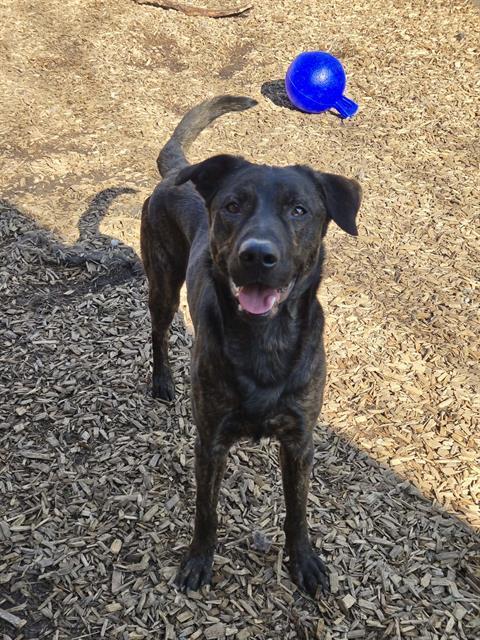 REEBOK, Adoptable, Young Male Belgian Shepherd / Malinois & Labrador Retriever.