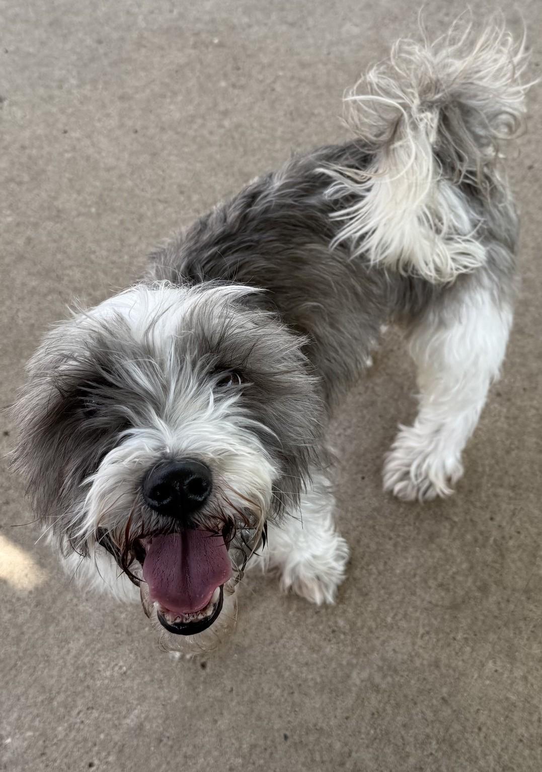 Oliver, adopted, Adult Male Maltese & Shih Tzu.