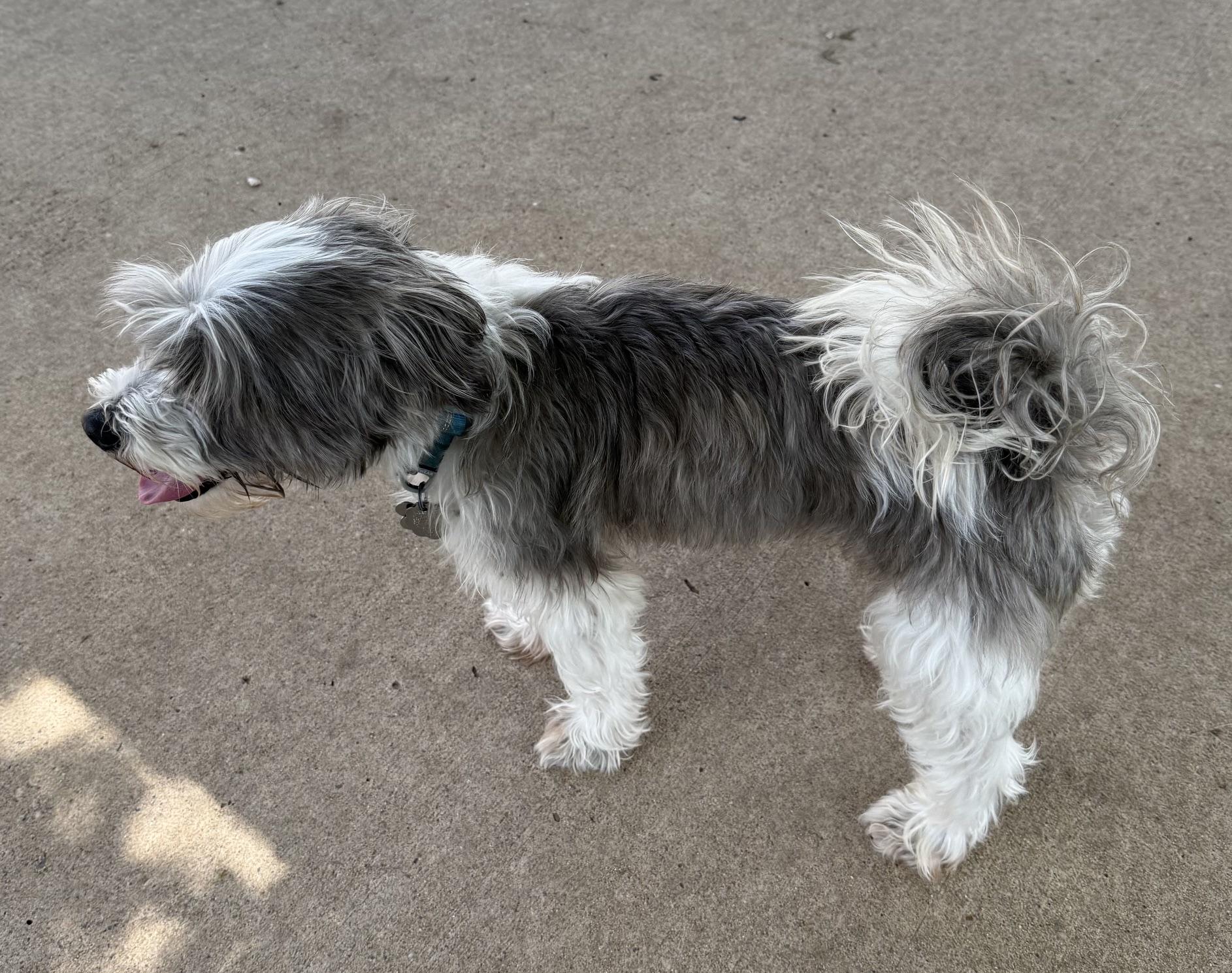 Oliver, an adopted mixed breed in Fairfield, IA image 2/2