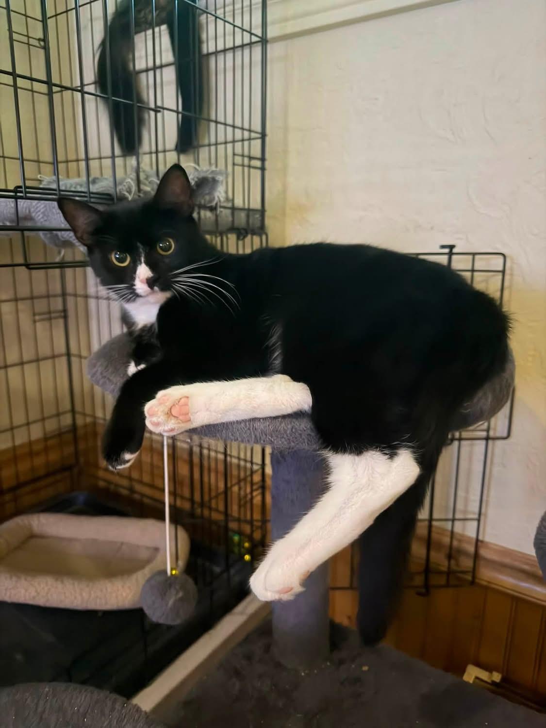 Poppy, an adopted Domestic Short Hair in Canton, MA image 2/2
