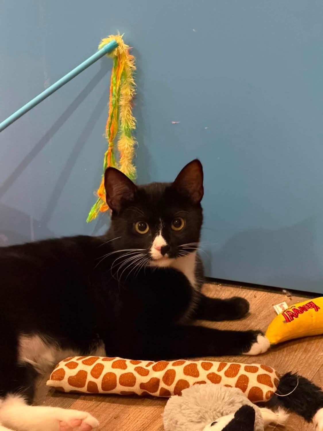 Poppy, adopted, Young Female Domestic Short Hair.