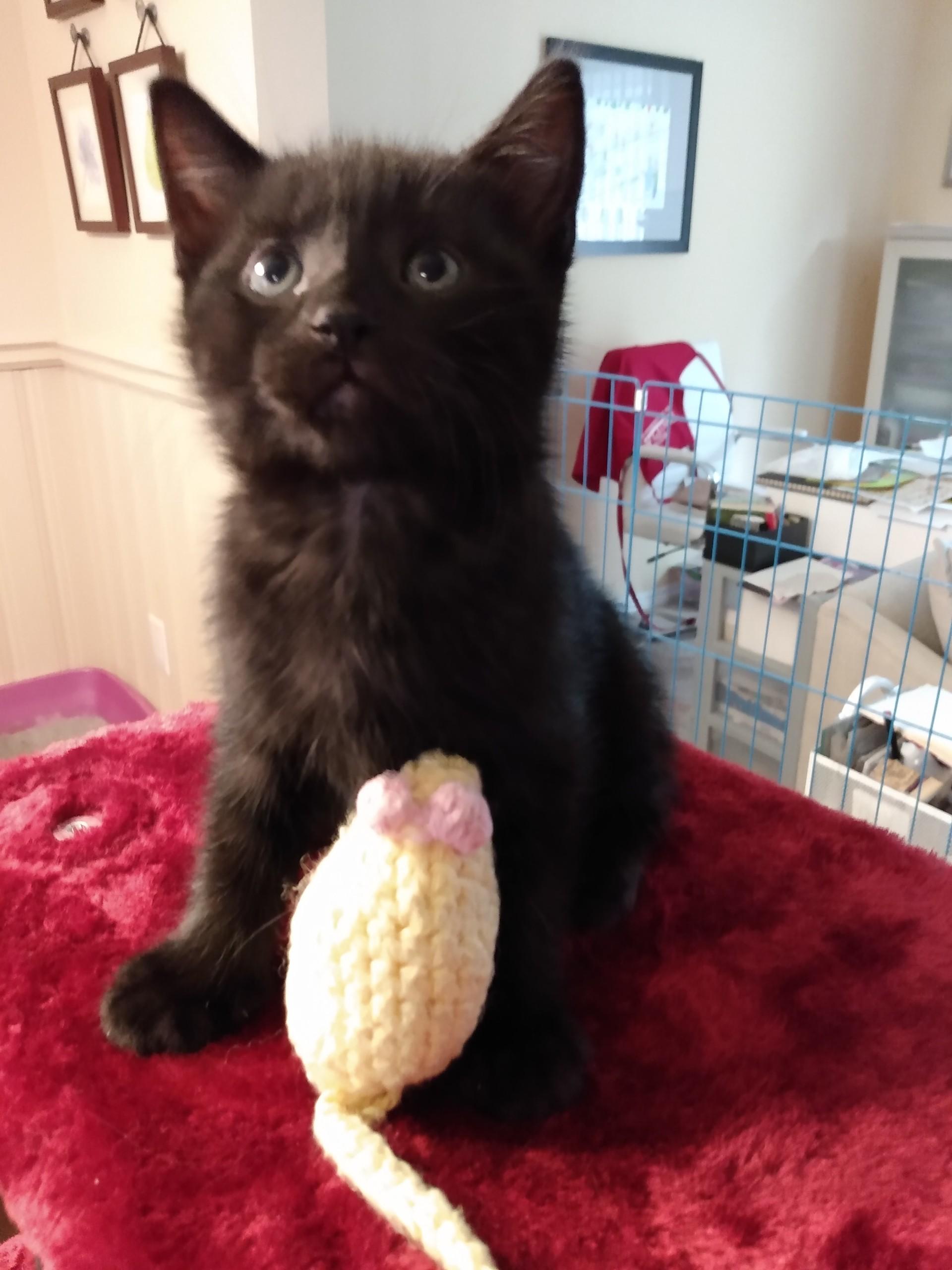 KIRBY, Adoptable, Young Male Bombay.