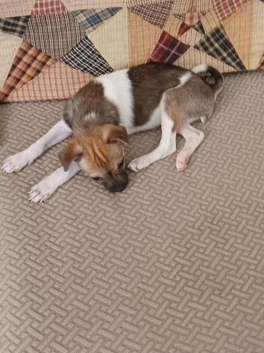 Jessie, ADOPTABLE, Puppy Female Pug & Pomeranian.