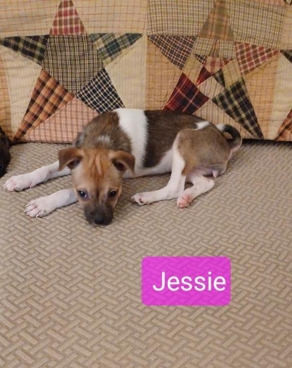Enlarge Jessie, a ADOPTABLE mixed breed in East Palestine, OH image 2/2