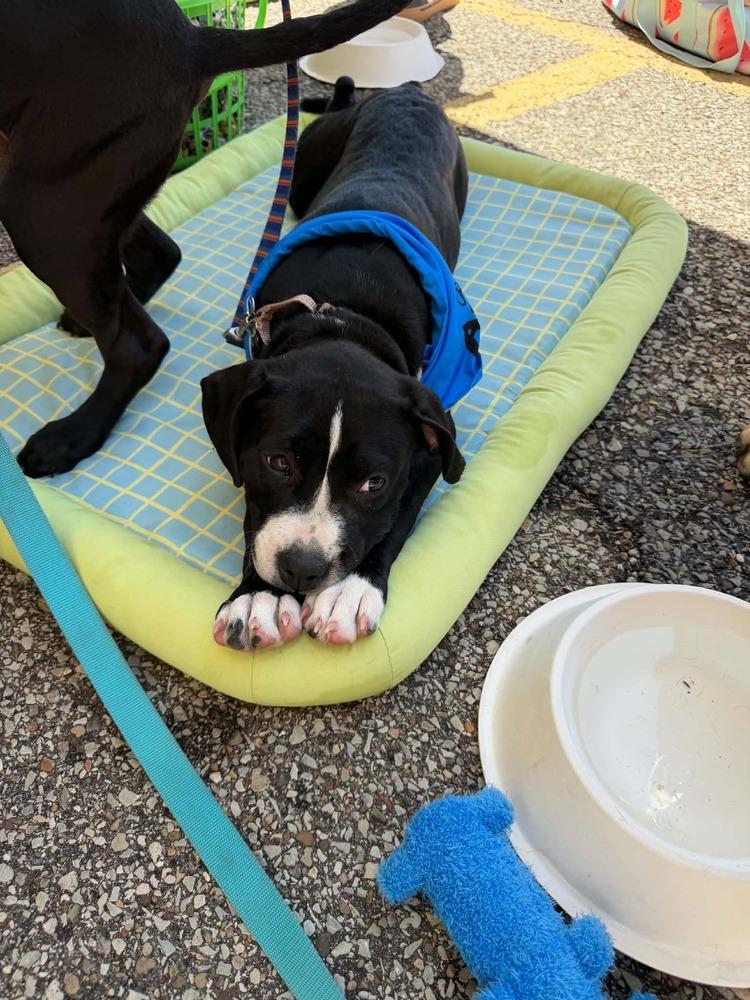 Dragonfly, Adoptable, Puppy Female Boxer.