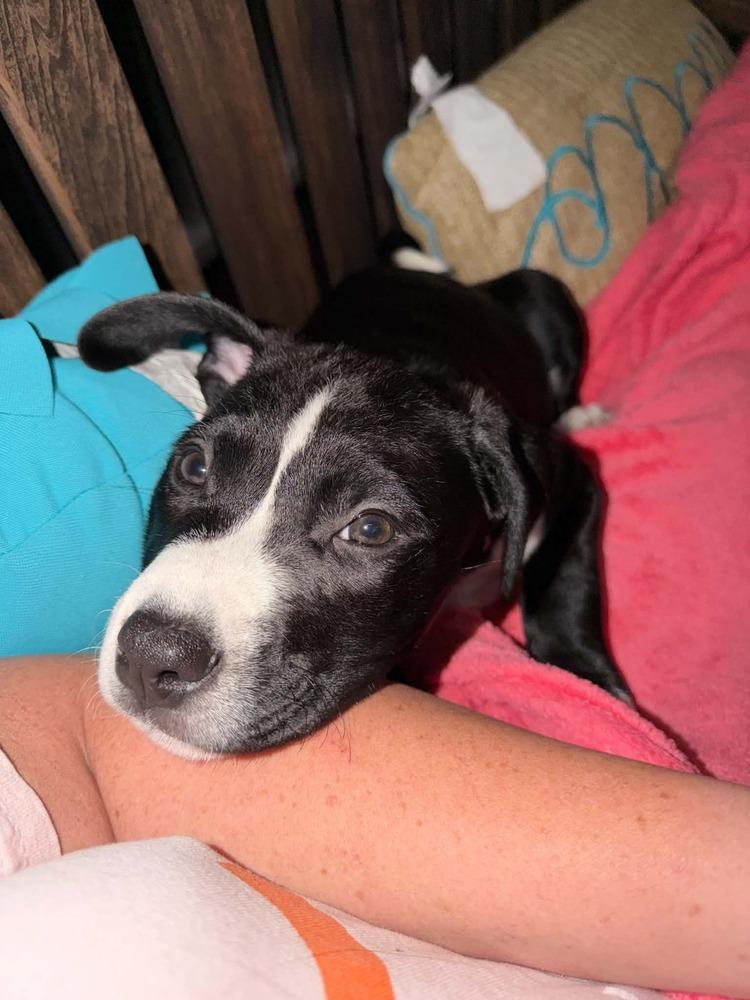Dragonfly, a Adoptable mixed breed in Springdale, PA image 5/6