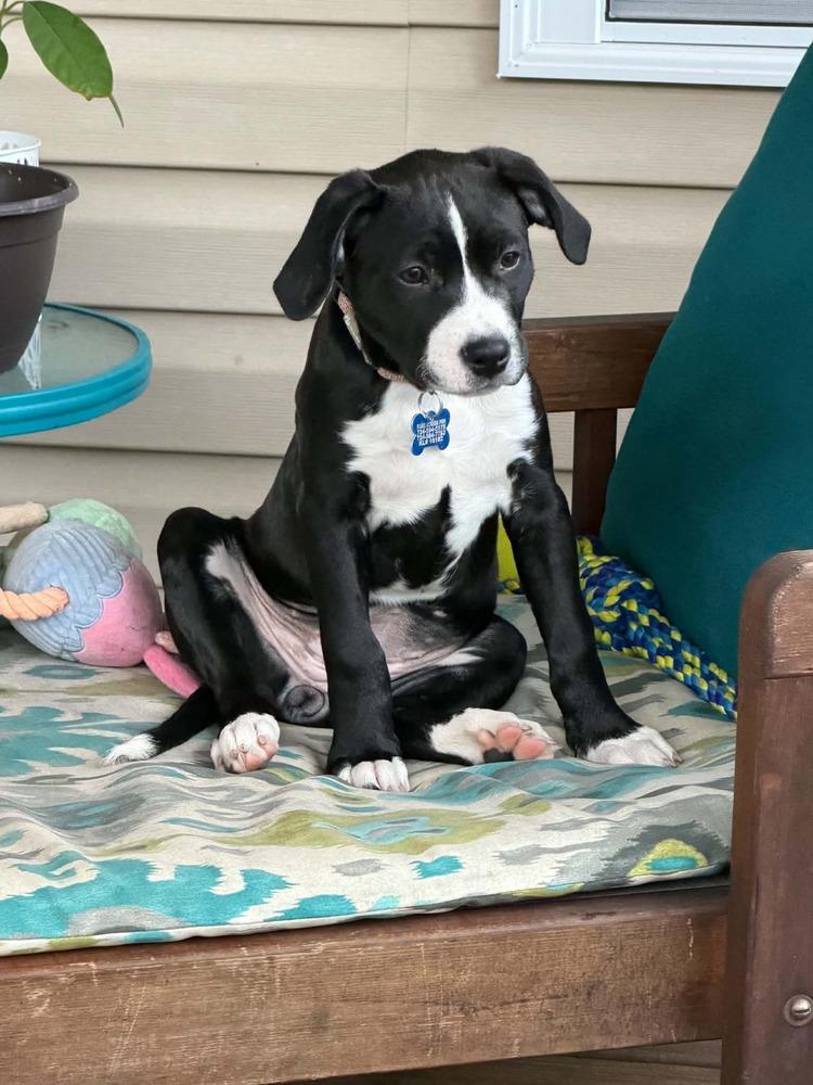 Dragonfly, a Adoptable mixed breed in Springdale, PA image 6/6