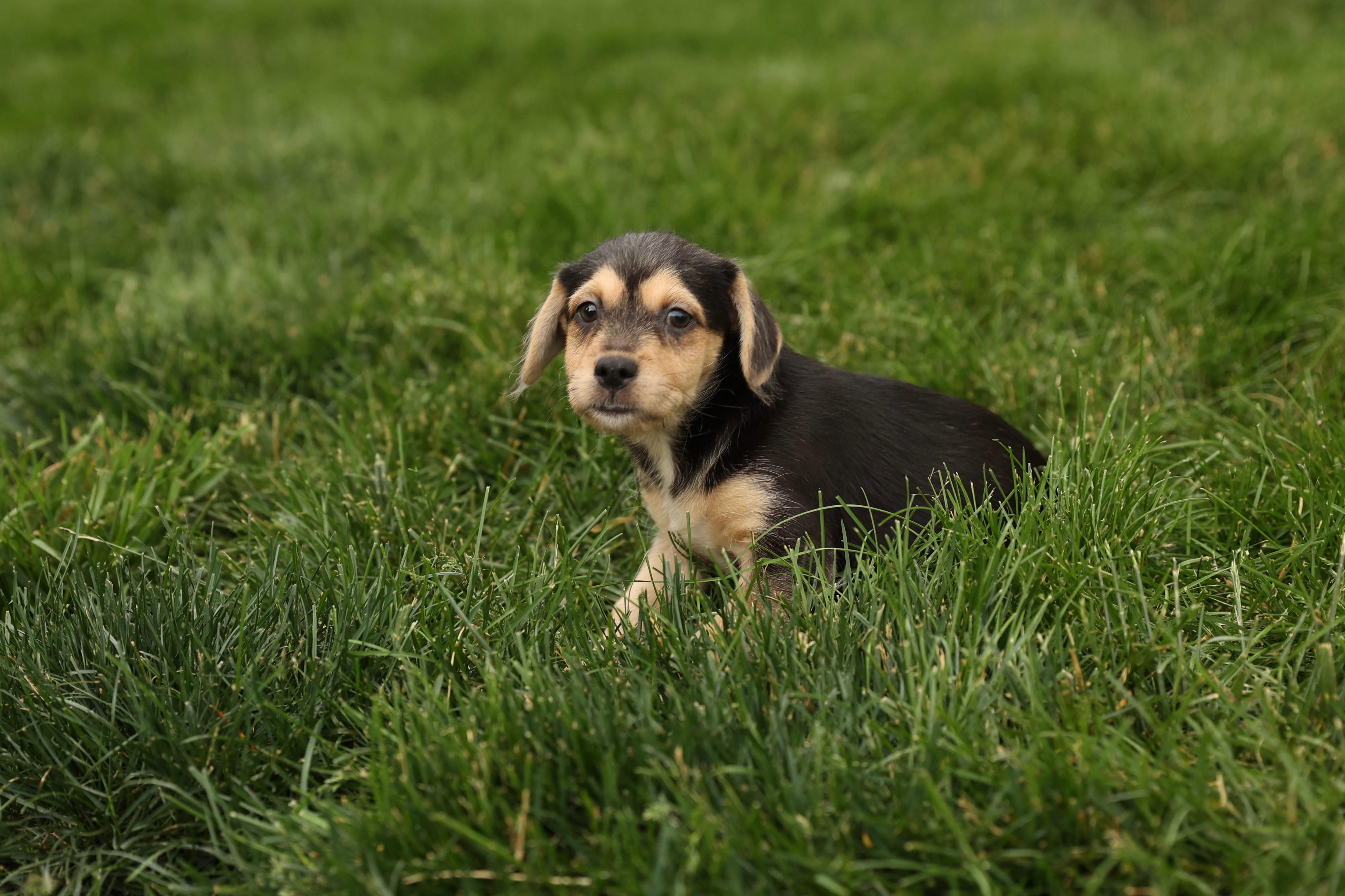 Enlarge Cove, an adopted mixed breed in Millsboro, DE image 6/6
