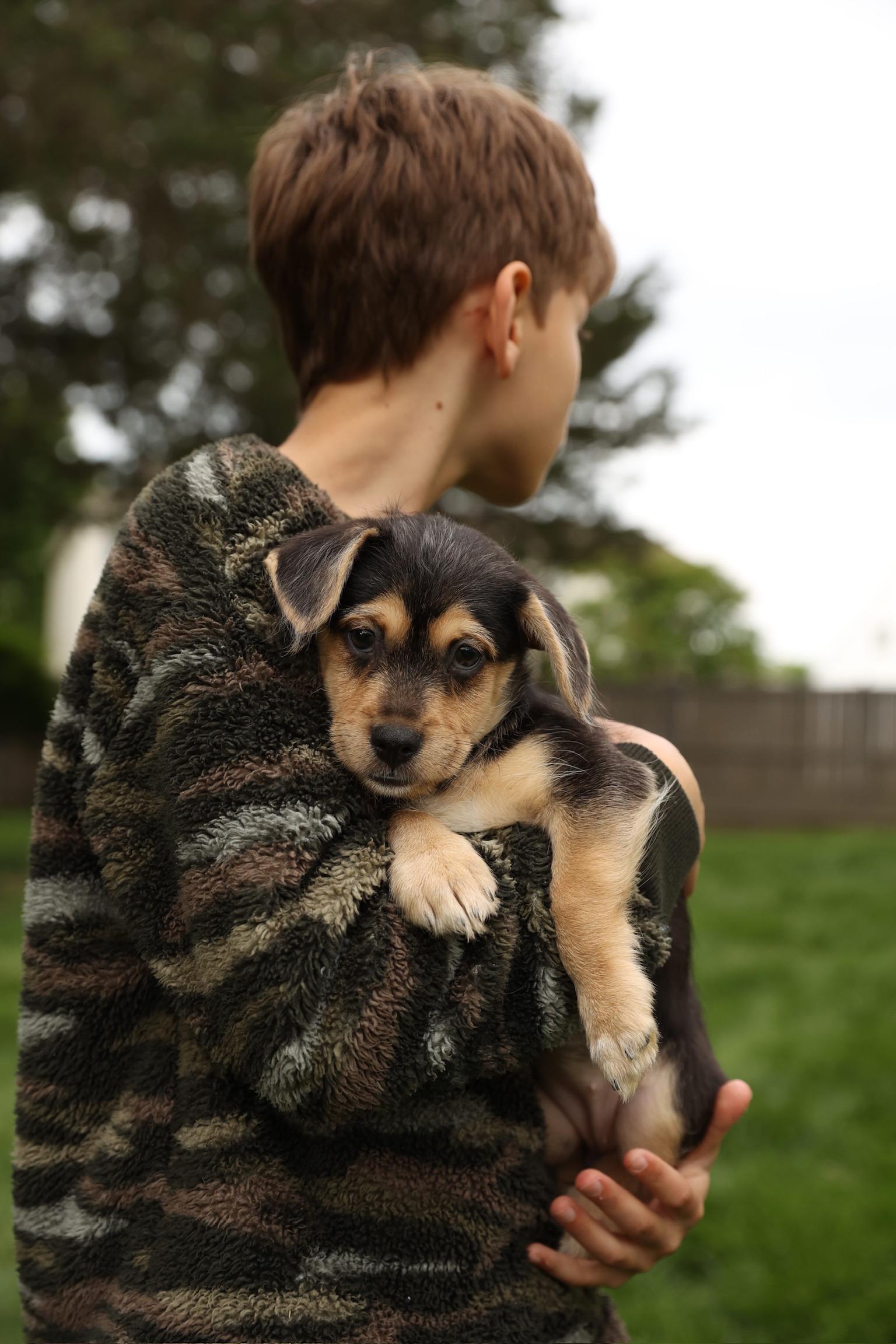 Enlarge Cove, an adopted mixed breed in Millsboro, DE image 4/6