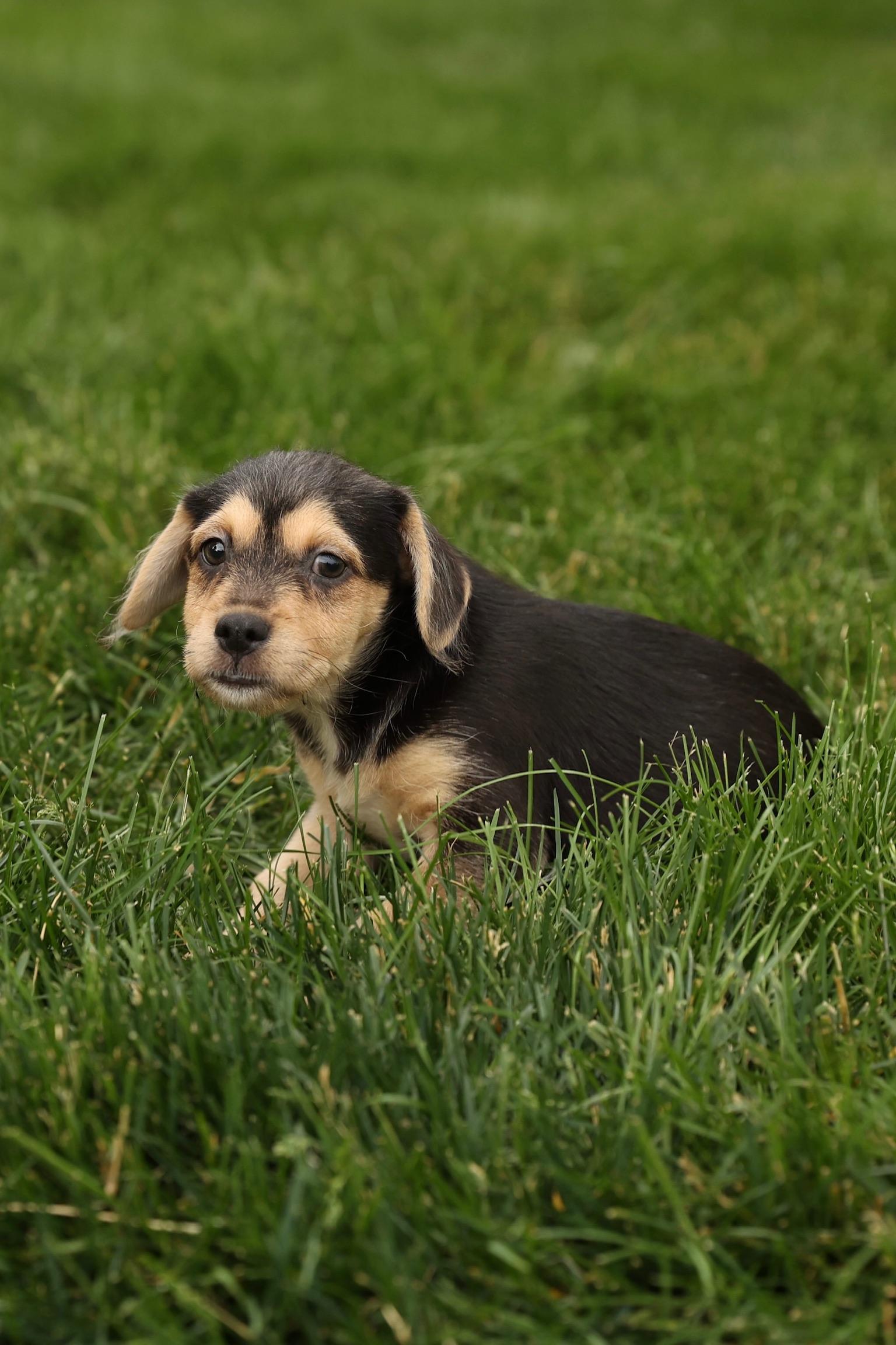 Enlarge Cove, an adopted mixed breed in Millsboro, DE image 1/6
