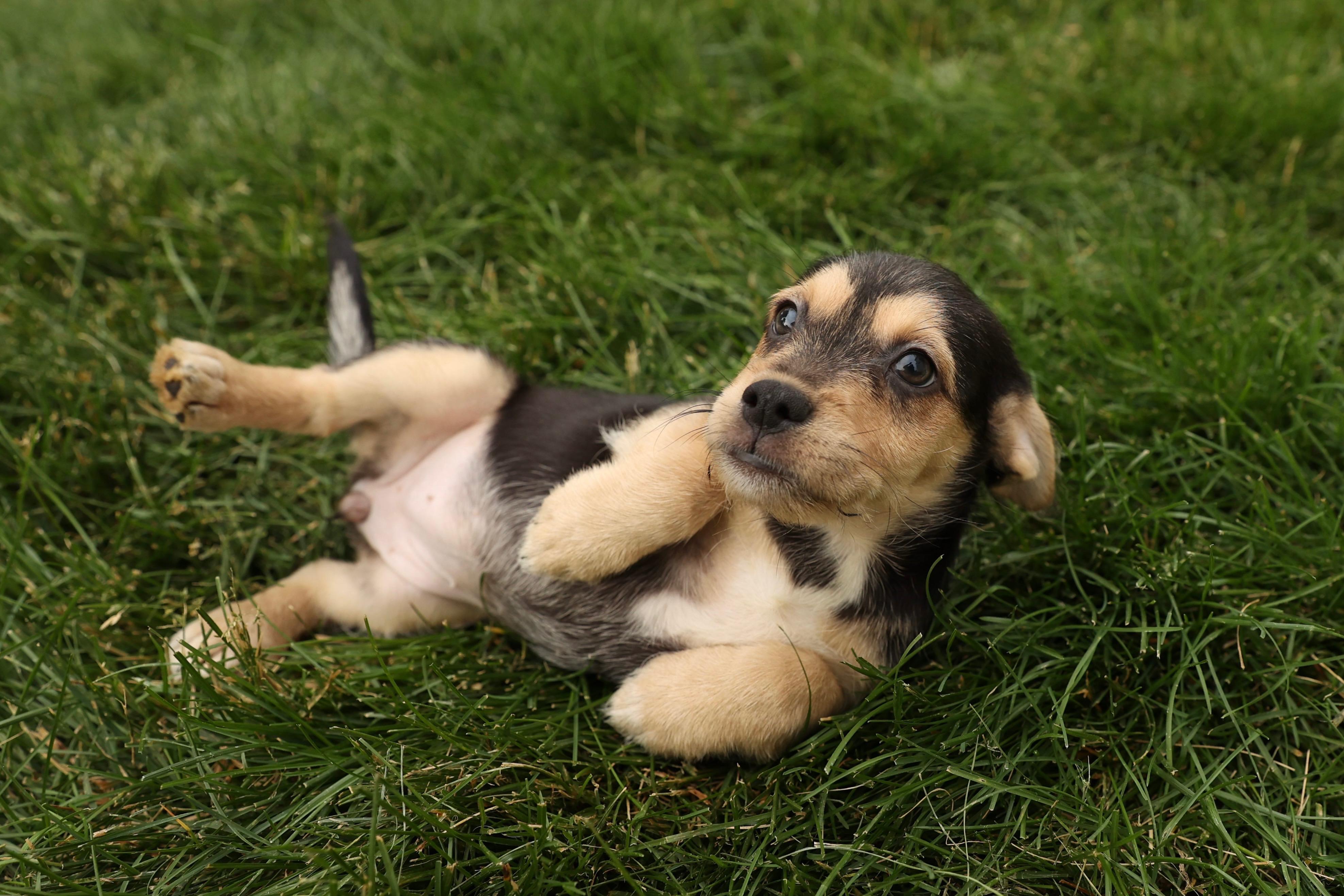 Enlarge Cove, an adopted mixed breed in Millsboro, DE image 3/6