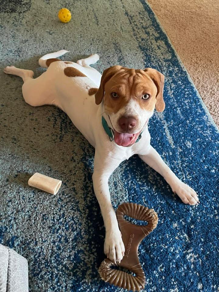 Yuri, adoptable, Puppy Female Retriever & Hound.
