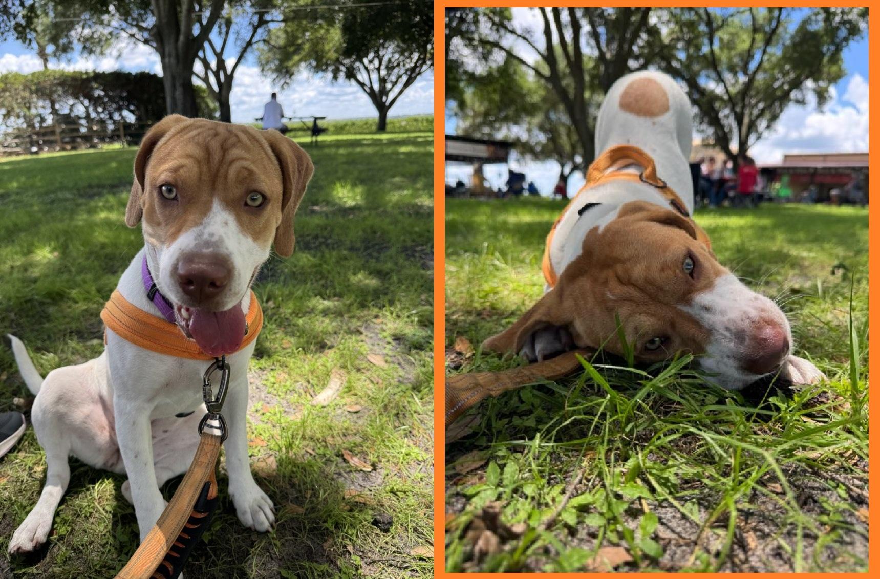 Yuri, an adoptable mixed breed in Orlando, FL image 2/6