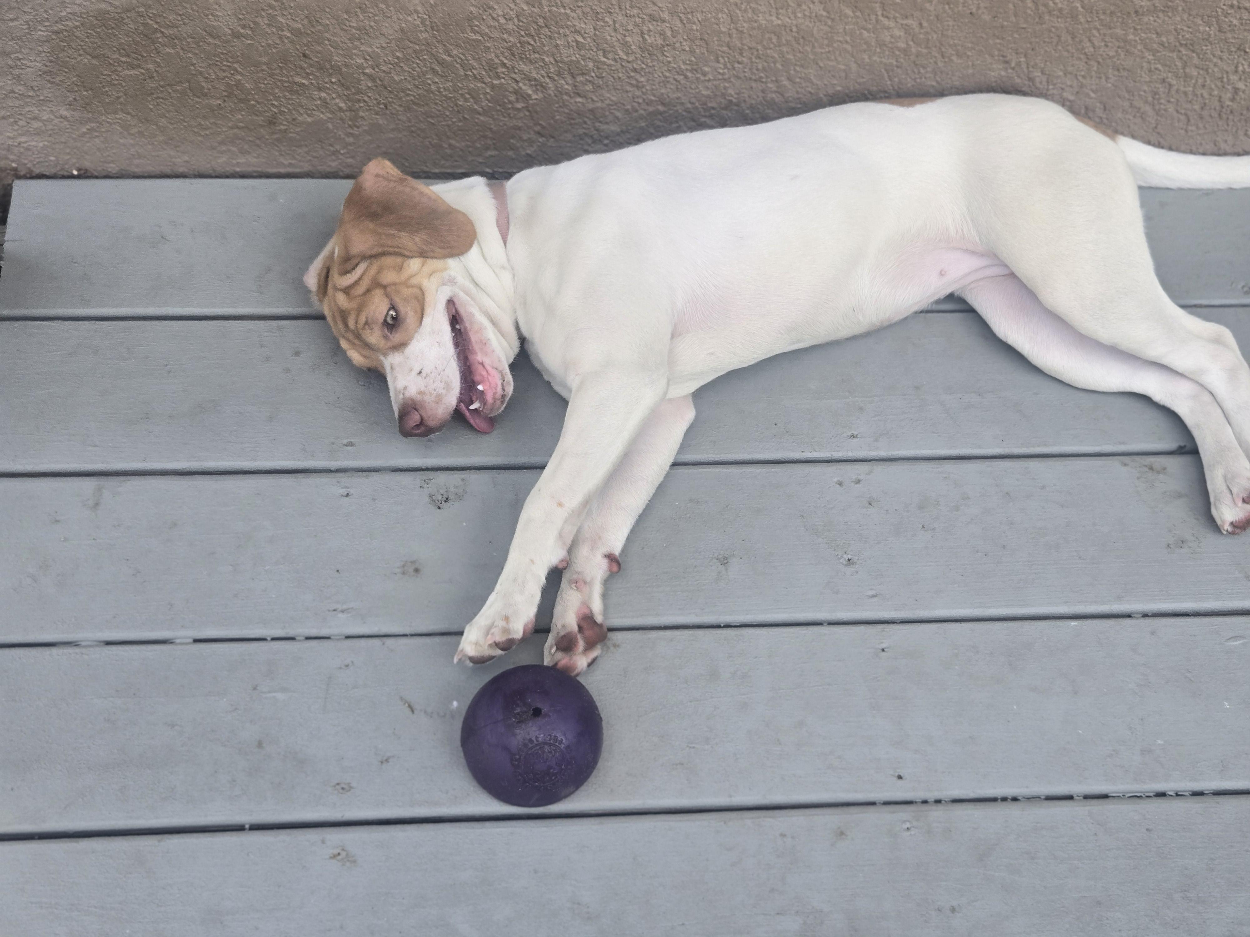 Enlarge Yuri, an adoptable mixed breed in Orlando, FL image 4/6