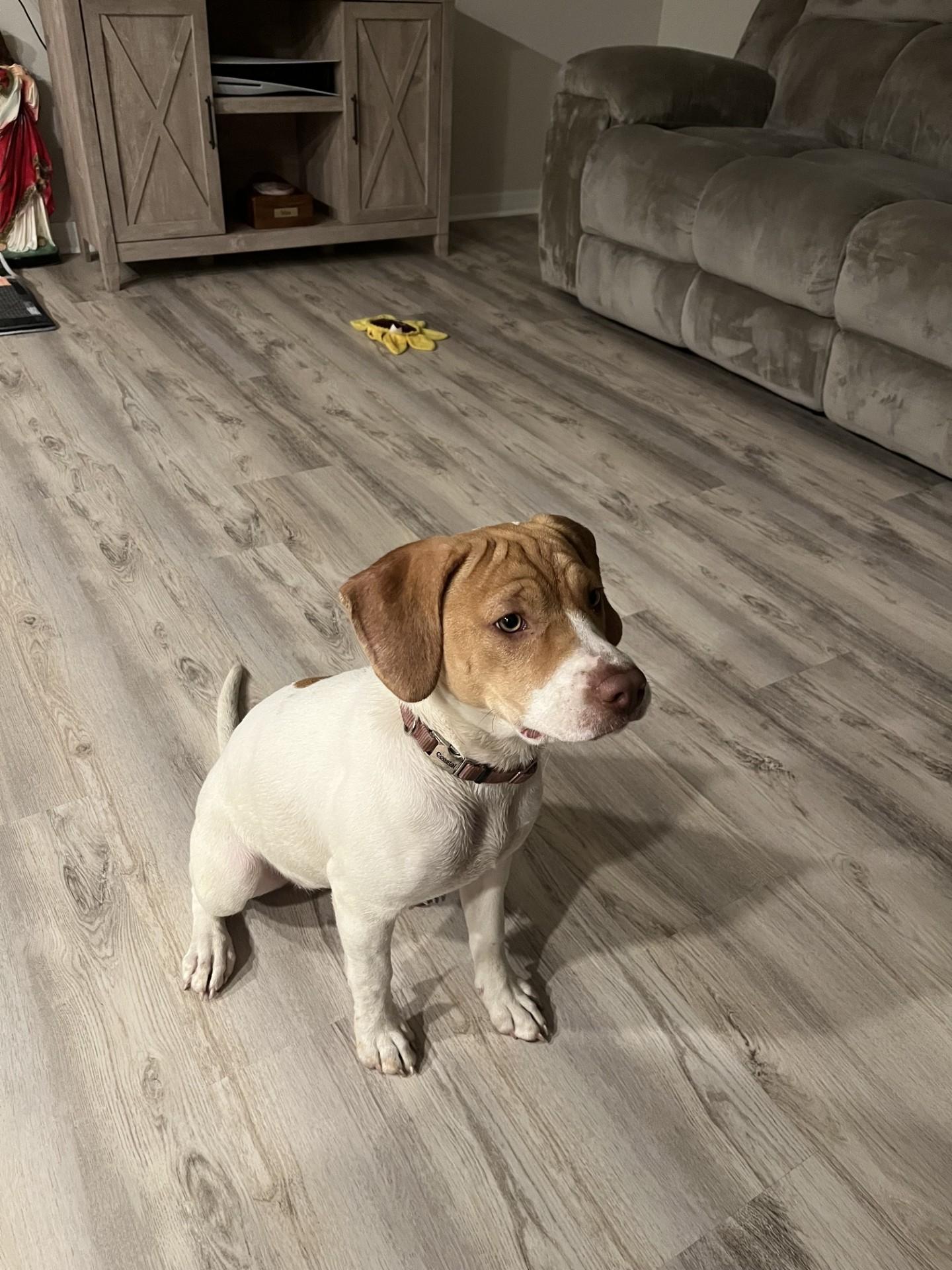 Enlarge Yuri, an adoptable mixed breed in Orlando, FL image 1/6