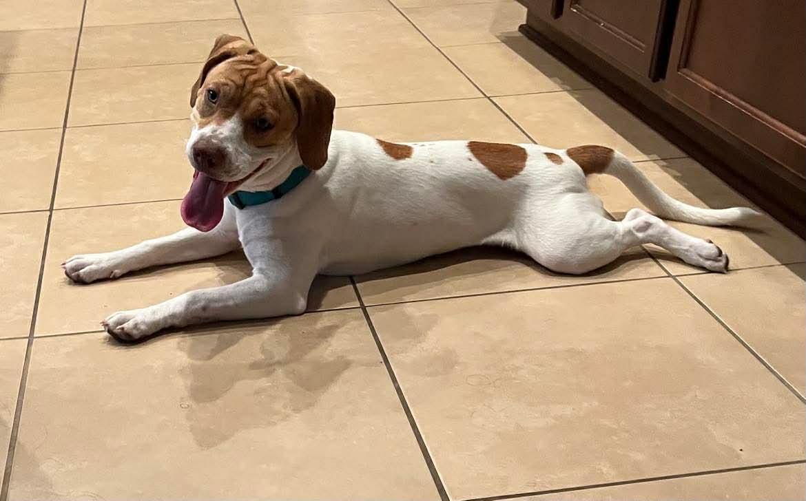 Yuri, an adoptable mixed breed in Orlando, FL image 1/6