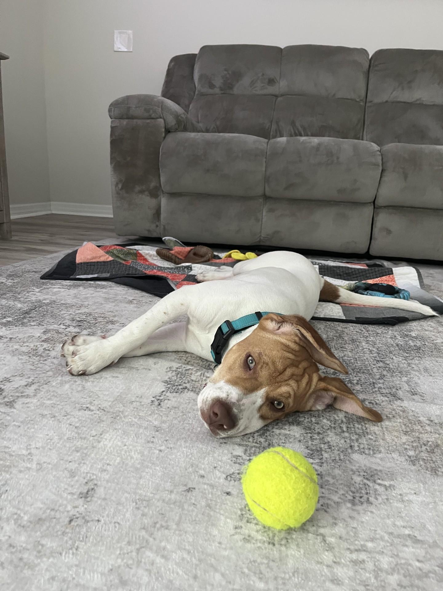 Enlarge Yuri, an adoptable mixed breed in Orlando, FL image 2/6