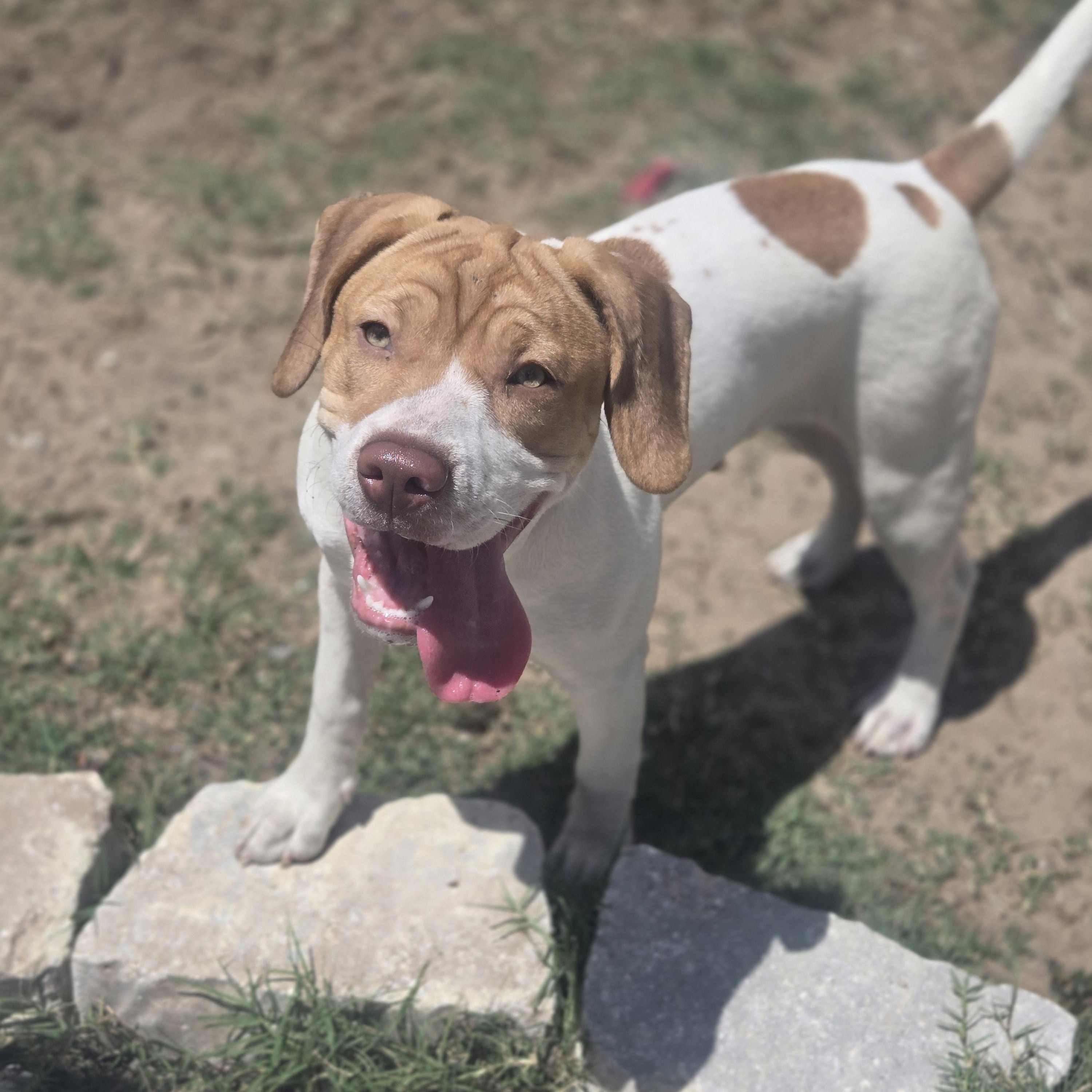 Enlarge Yuri, an adoptable mixed breed in Orlando, FL image 2/6