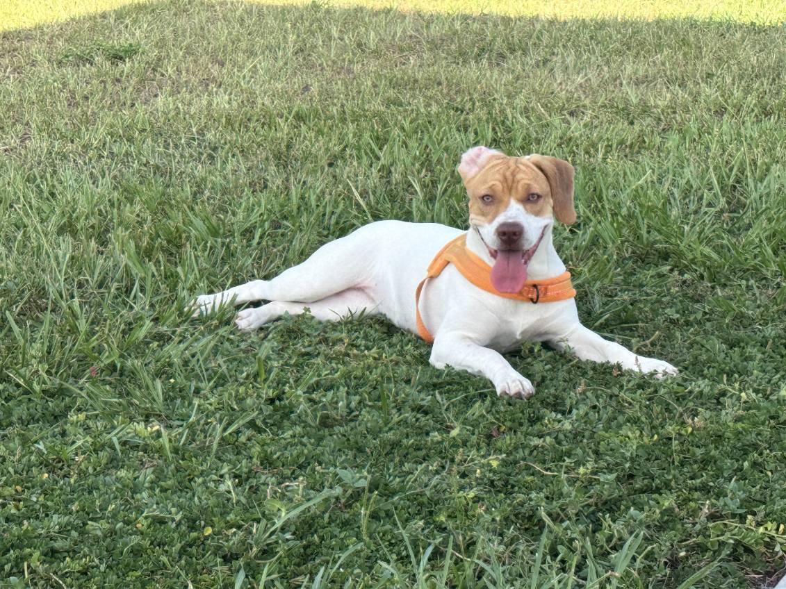 Yuri, an adoptable mixed breed in Orlando, FL image 1/6