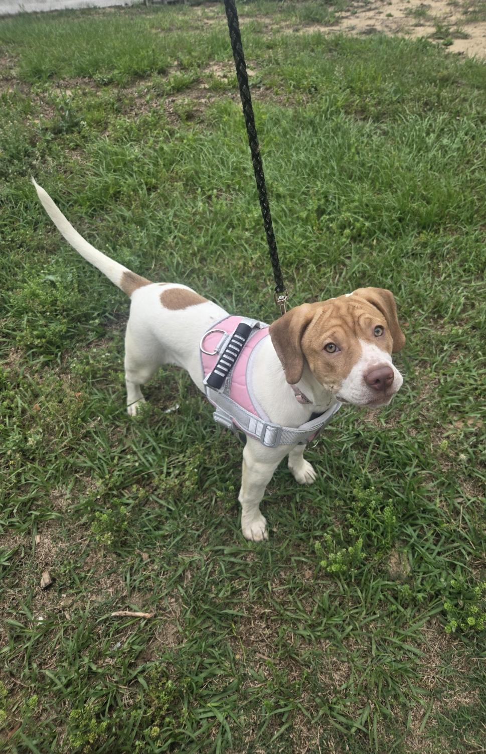 Yuri, adoptable, Puppy Female Retriever & Hound.