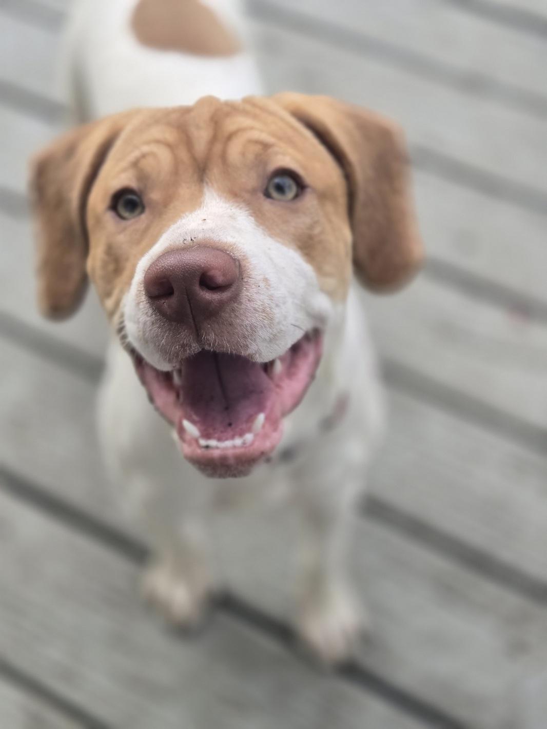 Enlarge Yuri, an adoptable mixed breed in Orlando, FL image 3/6