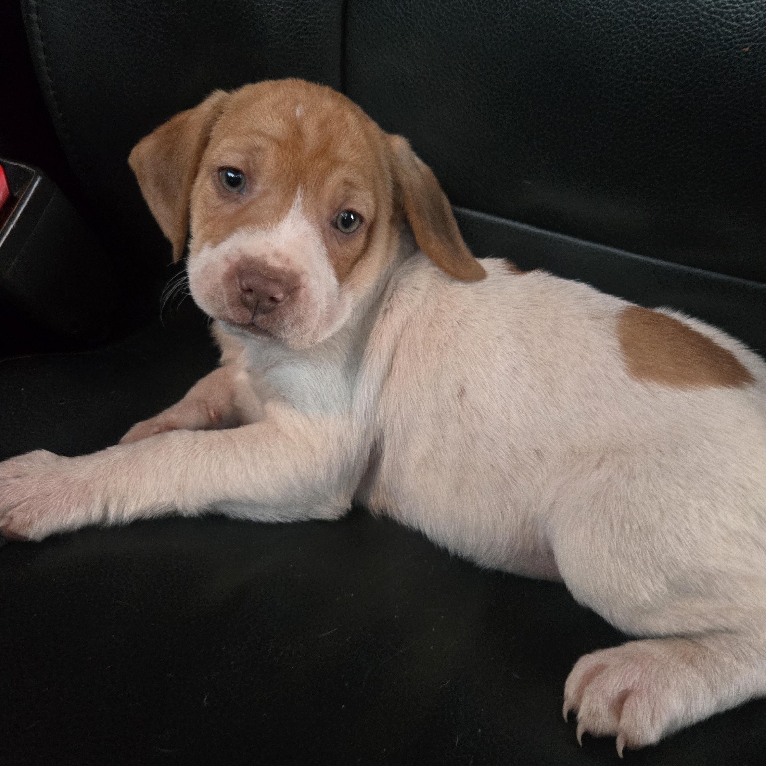 Enlarge Yuri, an adoptable mixed breed in Orlando, FL image 6/6