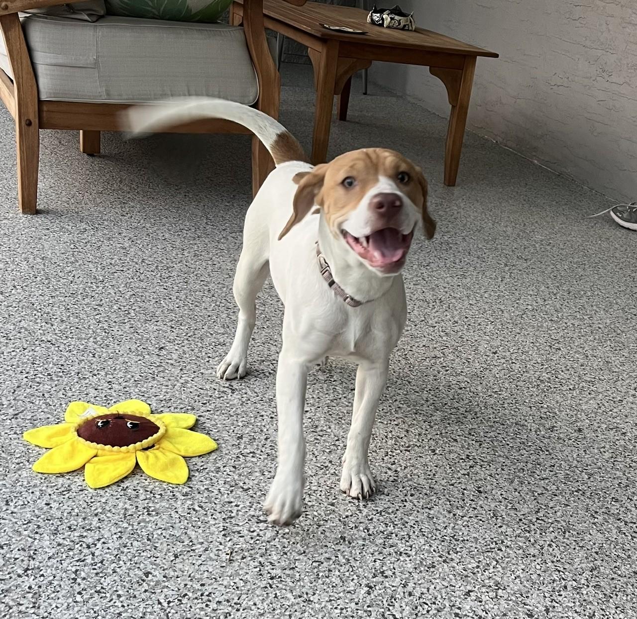 Enlarge Yuri, an adoptable mixed breed in Orlando, FL image 3/6