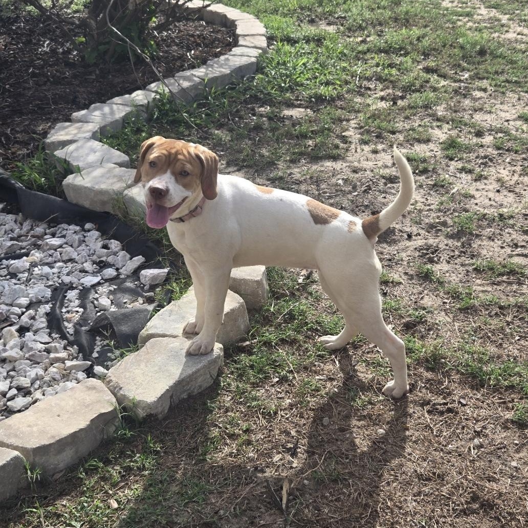 Enlarge Yuri, an adoptable mixed breed in Orlando, FL image 5/6