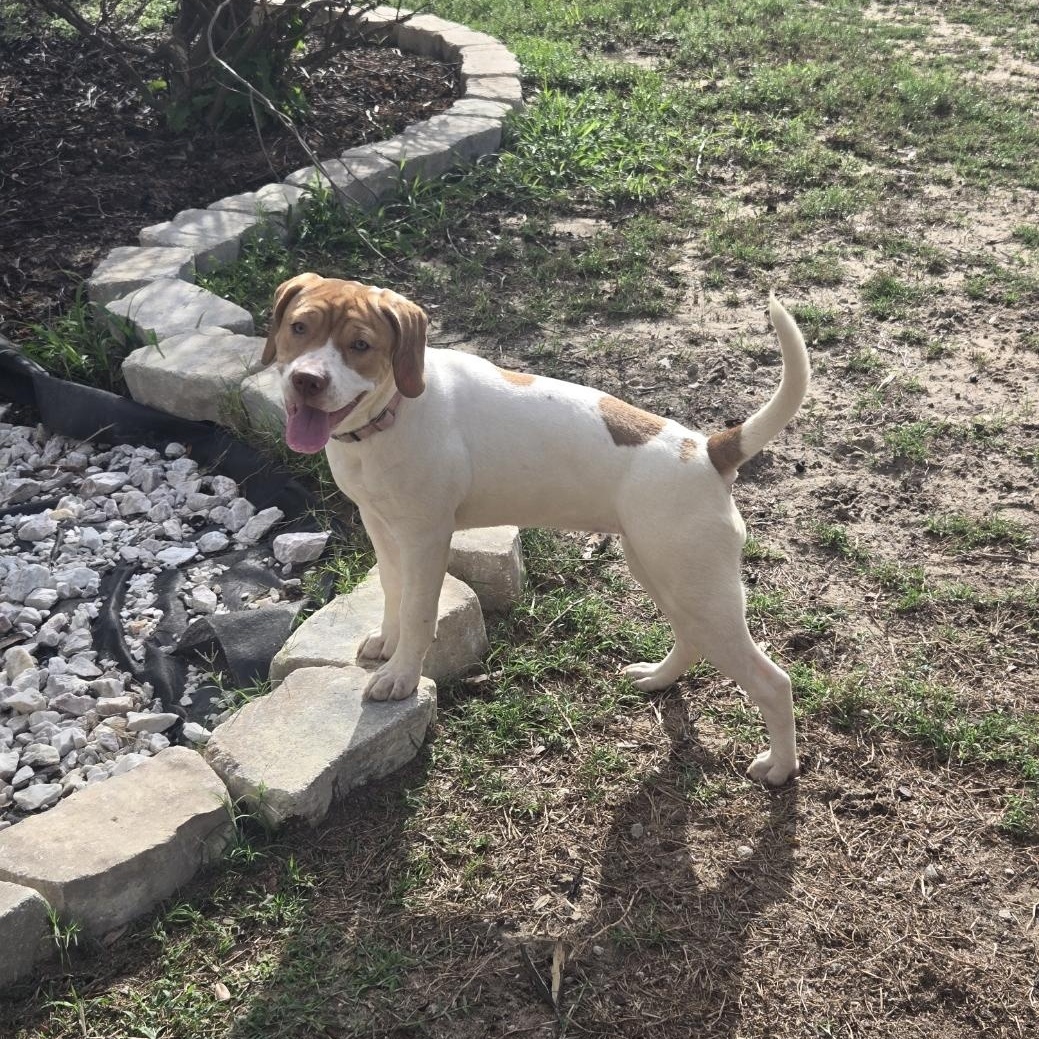 Enlarge Yuri, an adoptable mixed breed in Orlando, FL image 5/6