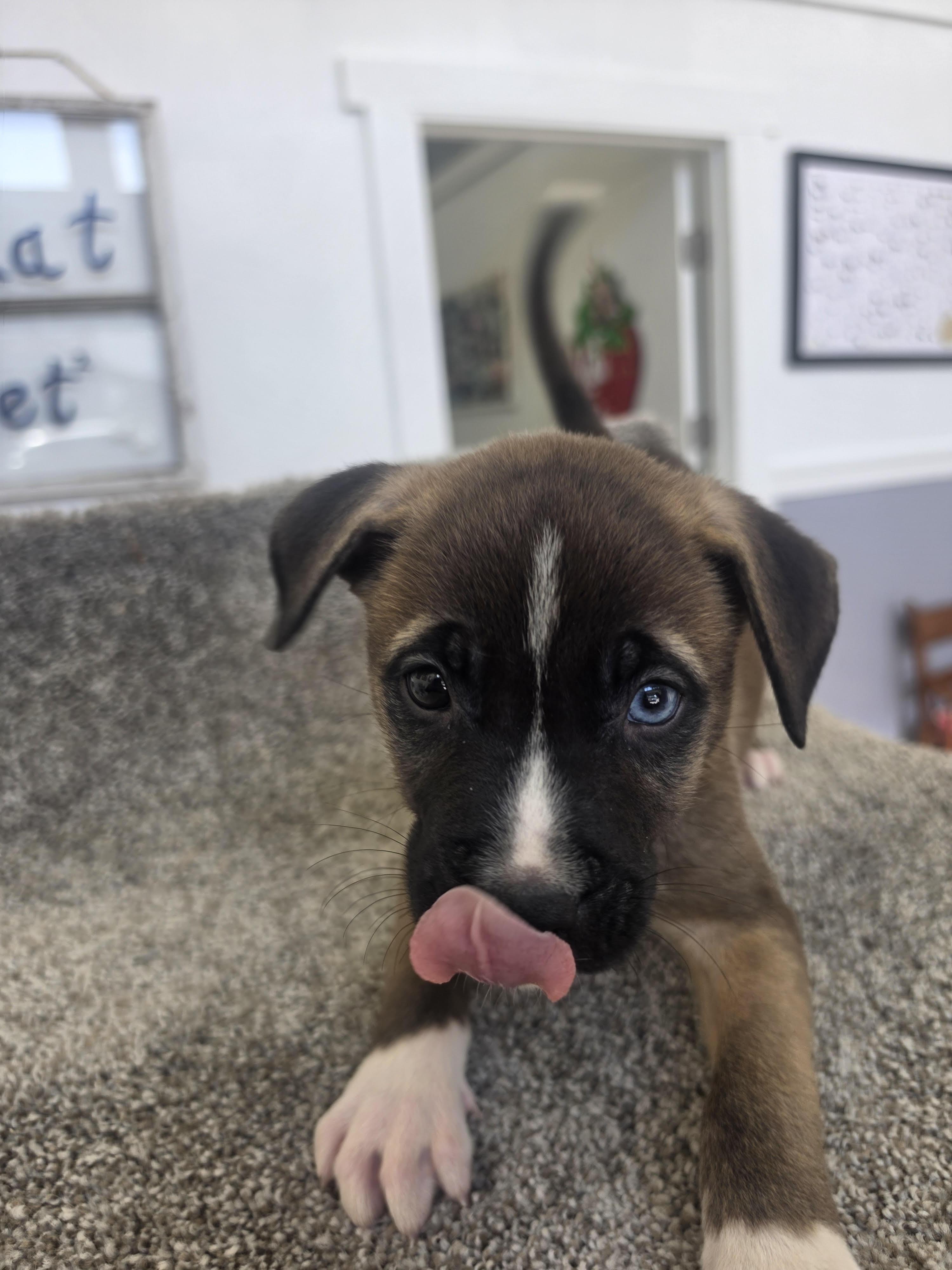 Enlarge Mocha, an adoptable mixed breed in Ponchatoula, LA image 2/2