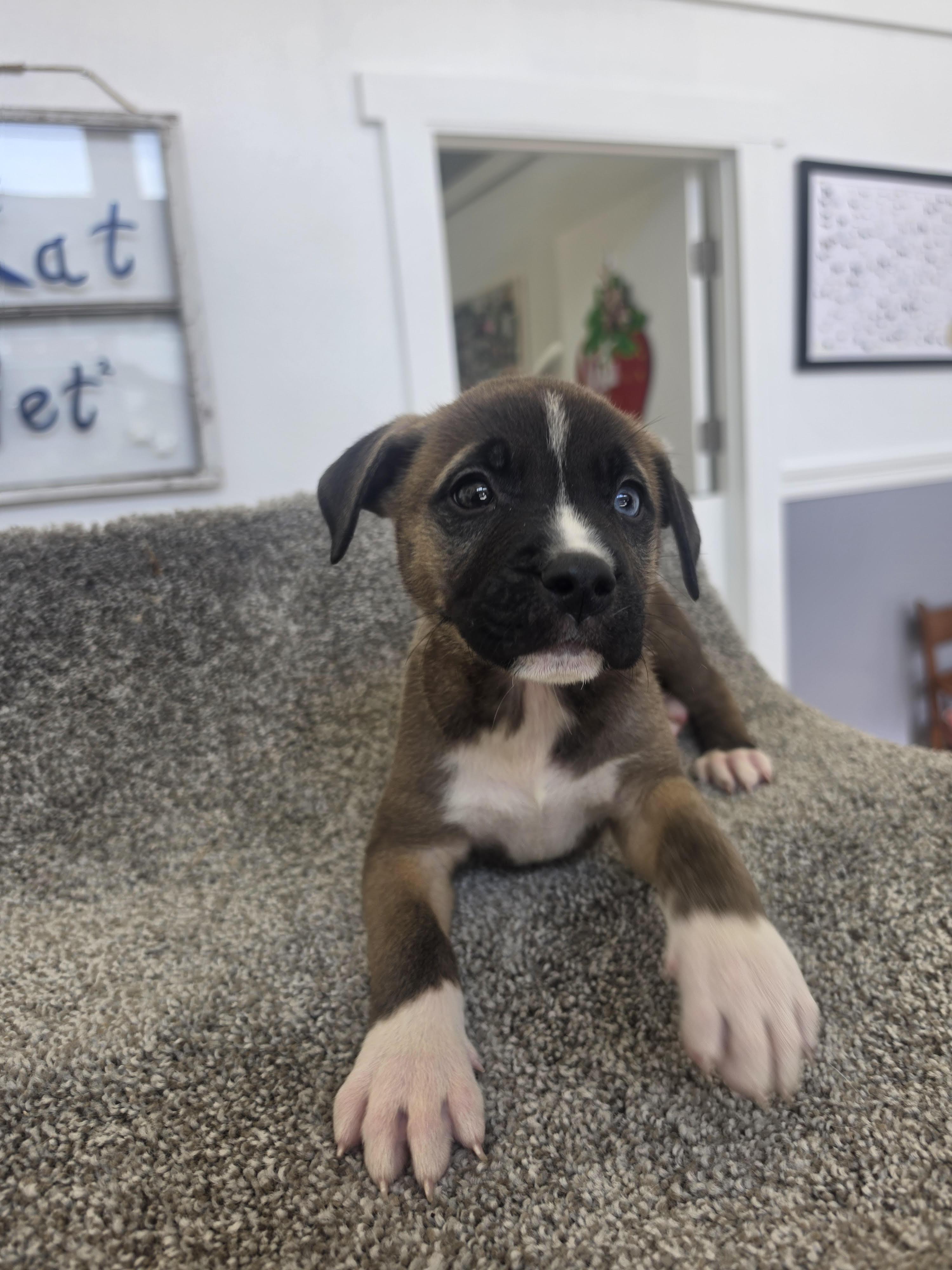 Mocha, adoptable, Puppy Male Boxer.