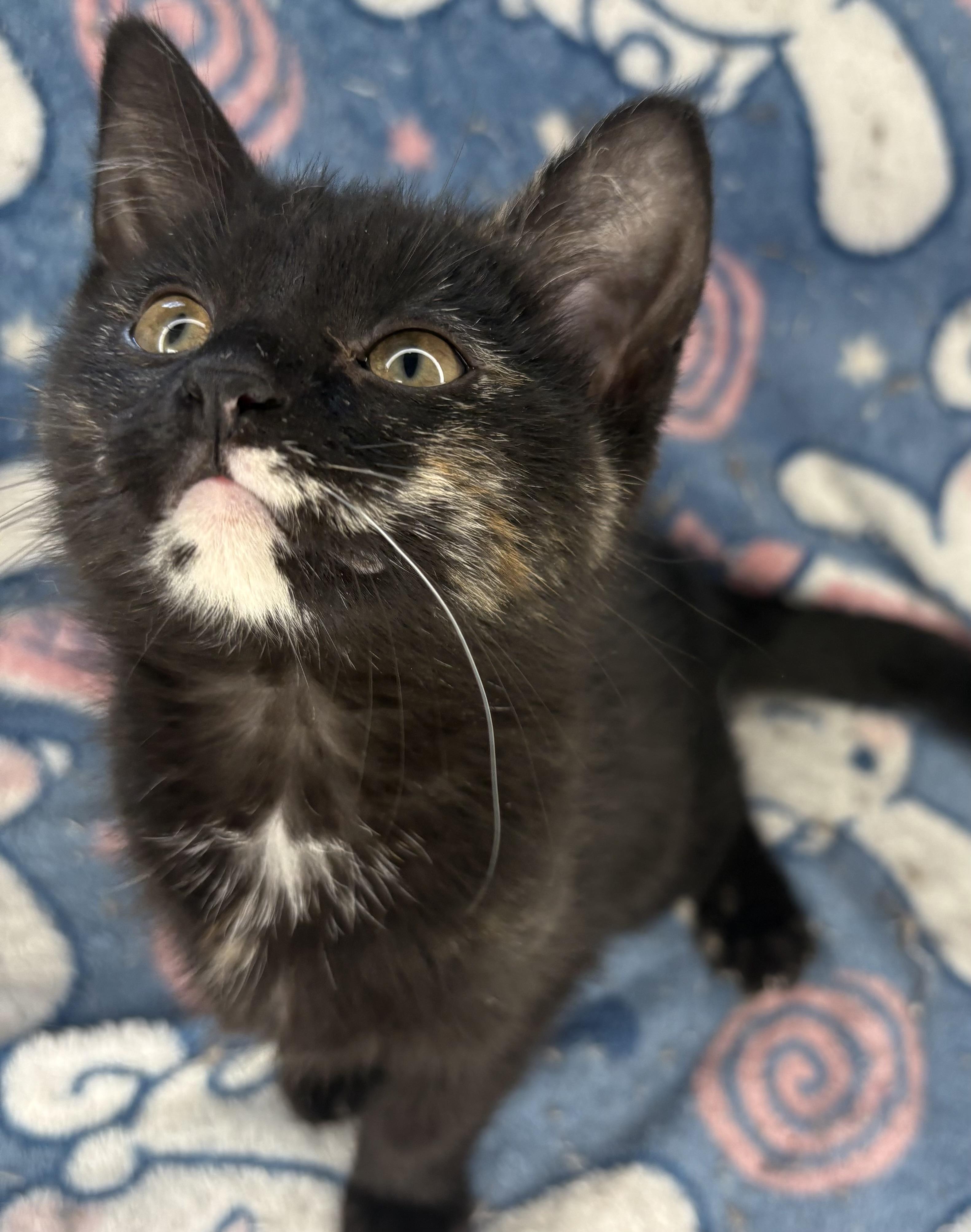 Zoey , ADOPTABLE, Kitten Female Domestic Short Hair.