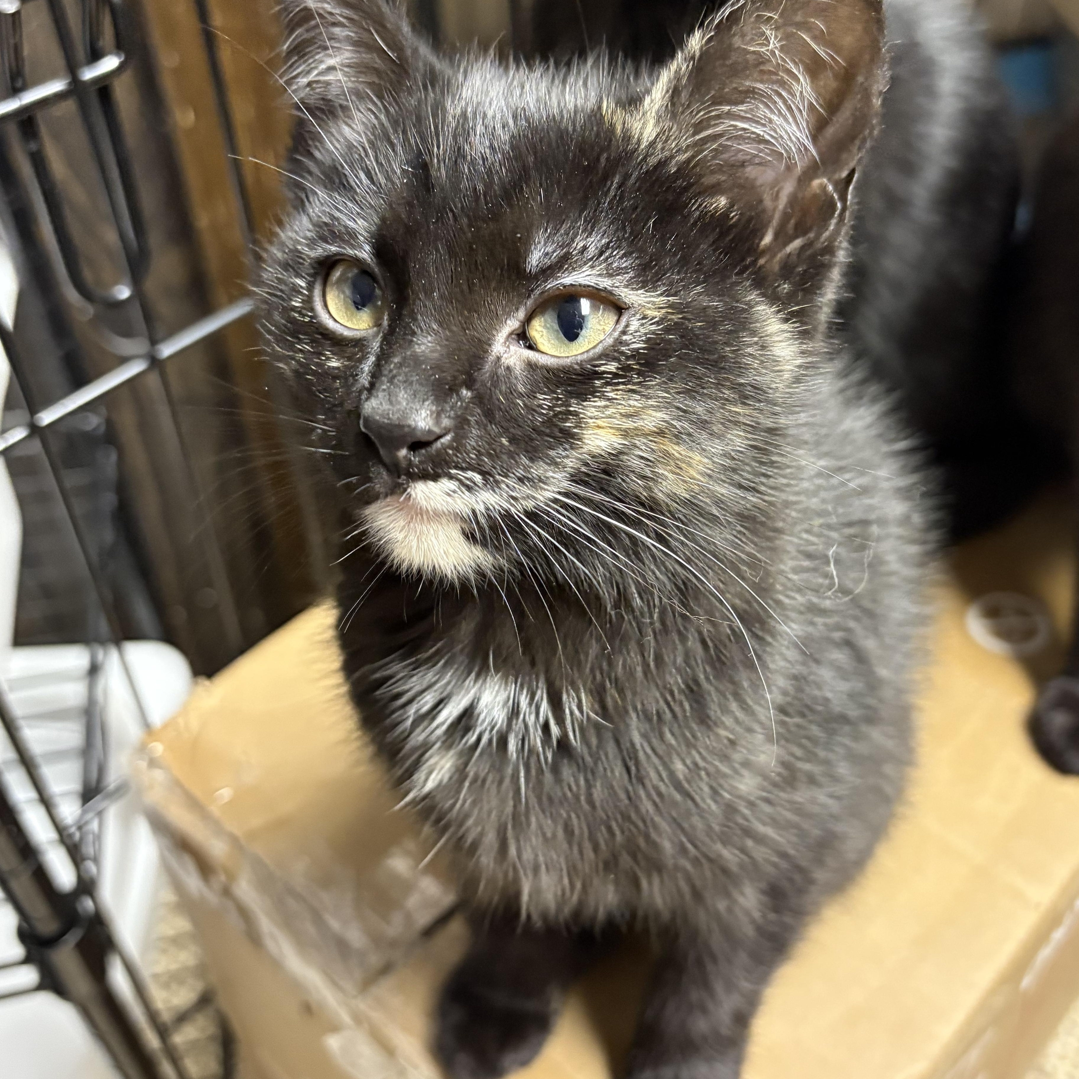 Enlarge Zoey , a ADOPTABLE Domestic Short Hair in Austintown, OH image 2/2