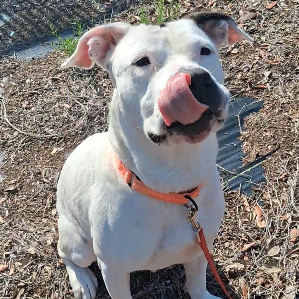 Enlarge Madam Tootsie, a Adoptable Mixed Breed in West Palm Beach, FL image 1/6