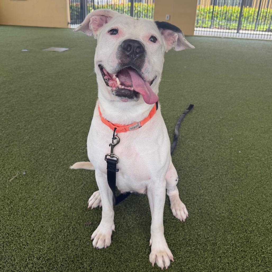 Enlarge Madam Tootsie, a Adoptable Mixed Breed in West Palm Beach, FL image 2/6
