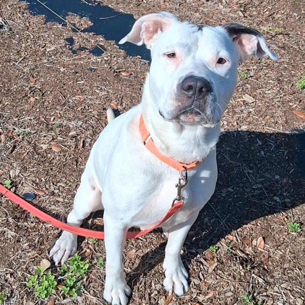 Enlarge Madam Tootsie, a Adoptable Mixed Breed in West Palm Beach, FL image 3/6