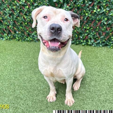 Enlarge Madam Tootsie, a Adoptable Mixed Breed in West Palm Beach, FL image 4/6