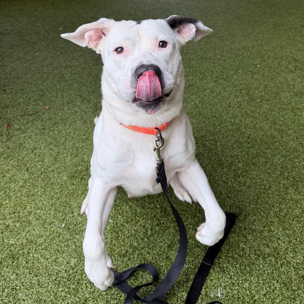 Enlarge Madam Tootsie, a Adoptable Mixed Breed in West Palm Beach, FL image 5/6