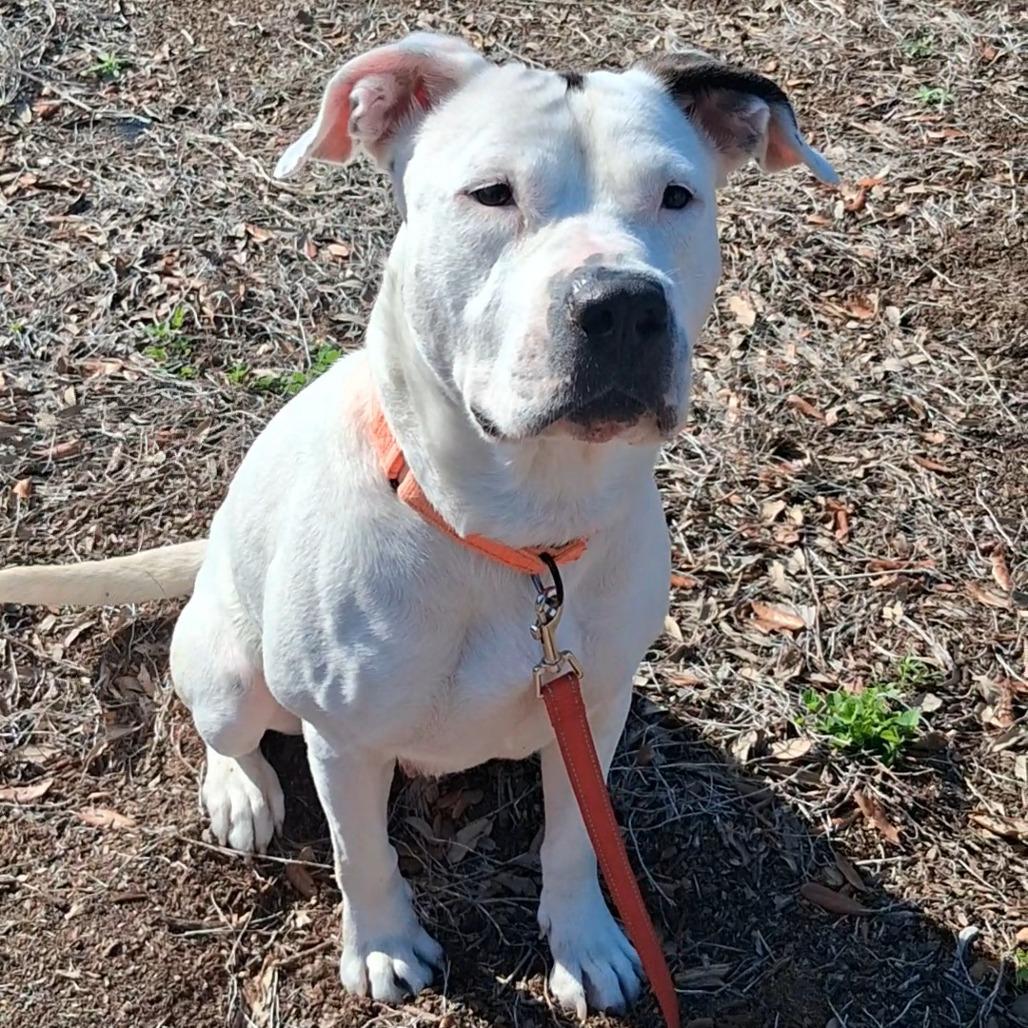 Enlarge Madam Tootsie, a Adoptable Mixed Breed in West Palm Beach, FL image 6/6