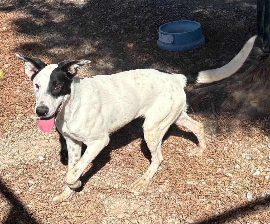 Annabelle, Adoptable, Young Female Australian Cattle Dog / Blue Heeler.
