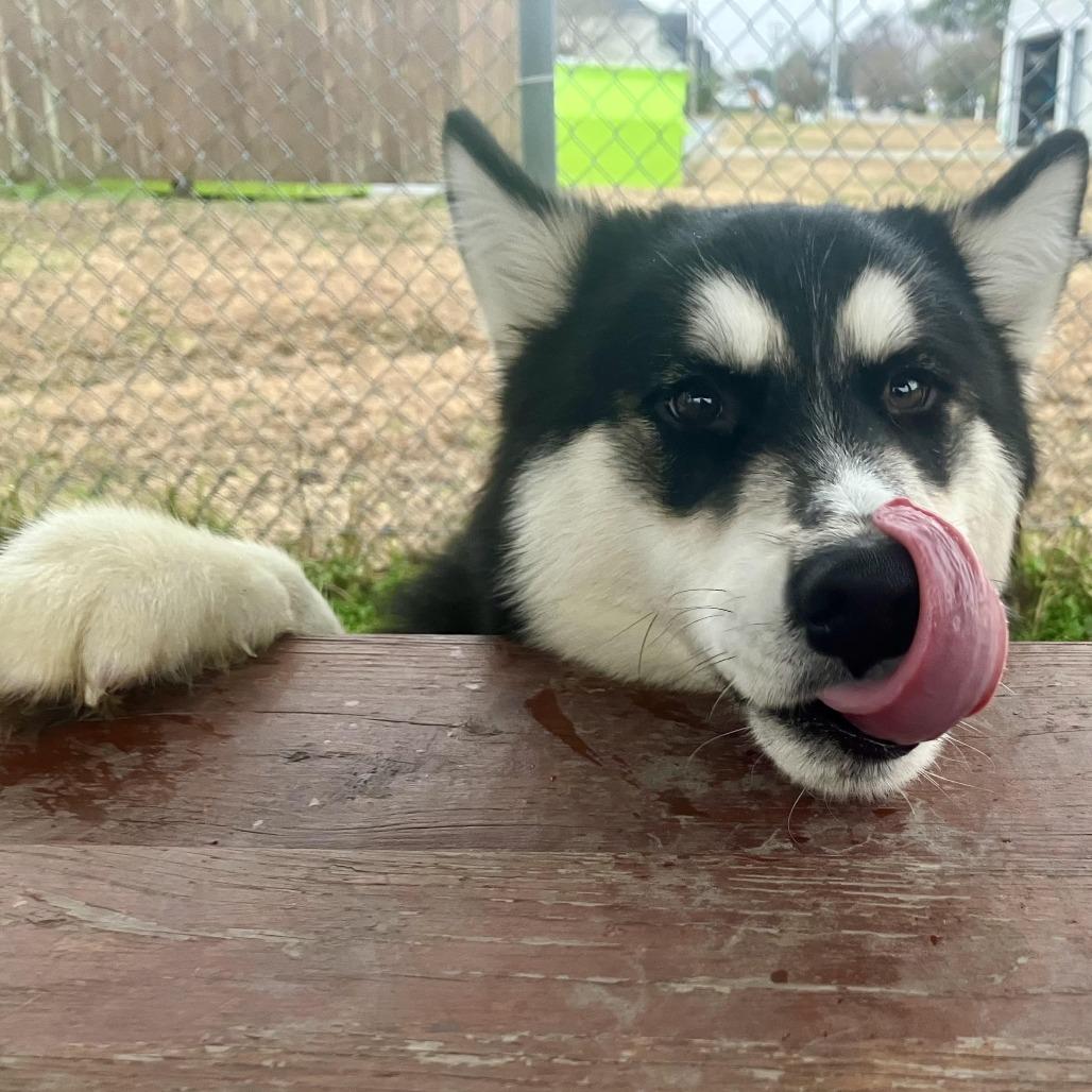Enlarge Batman Jones, a Adoptable Alaskan Malamute in Chesapeake, VA image 1/5