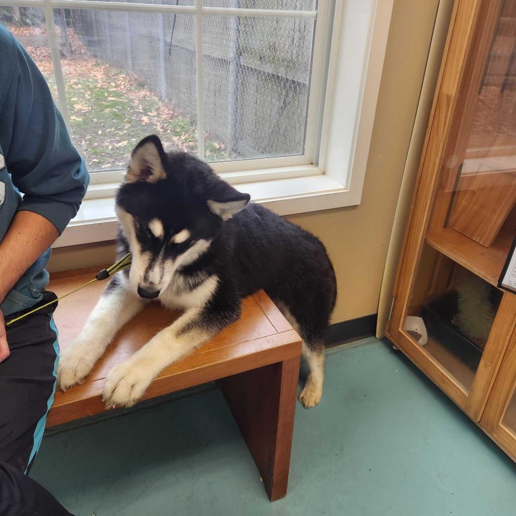 Enlarge Batman Jones, a Adoptable Alaskan Malamute in Chesapeake, VA image 2/5