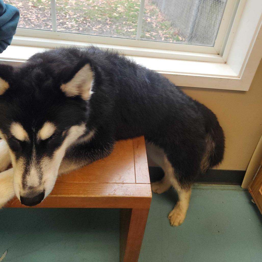 Enlarge Batman Jones, a Adoptable Alaskan Malamute in Chesapeake, VA image 4/5