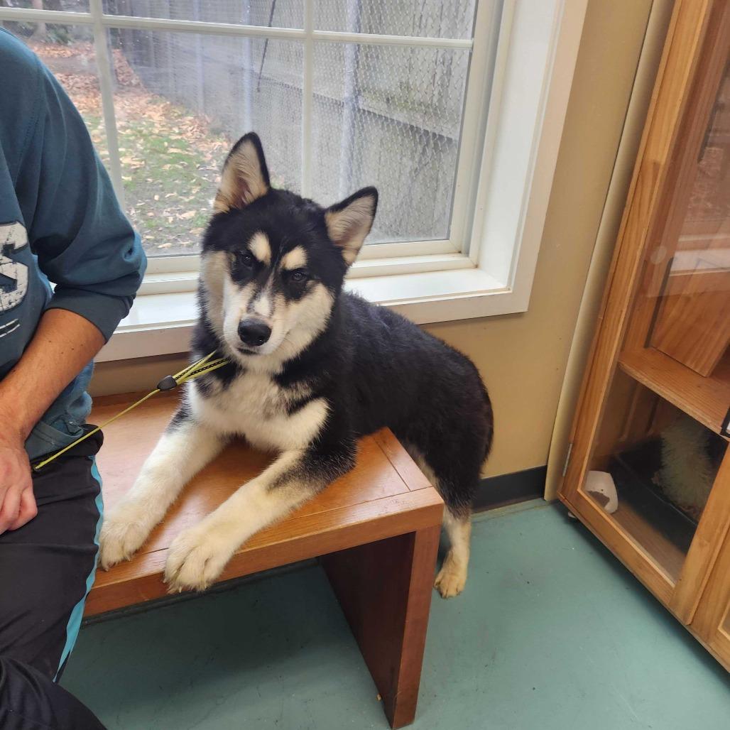 Enlarge Batman Jones, a Adoptable Alaskan Malamute in Chesapeake, VA image 5/5